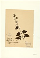 藏品(紅花鼠尾草)的圖片